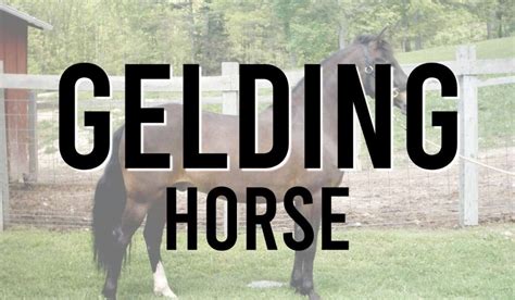 gelded horses running today|Change In Trainer .